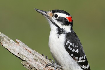 Obraz premium Hairy Woodpecker (Picoides villosus)