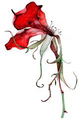 background with a red flower