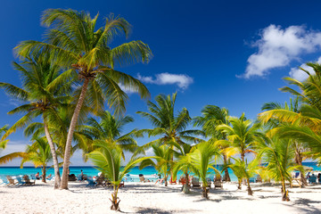 Tropical Beach, Saona Island, Dominican Republic - obrazy, fototapety, plakaty