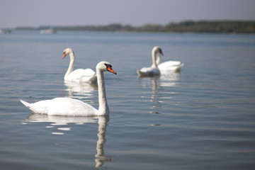 Fototapeta premium swans on lake