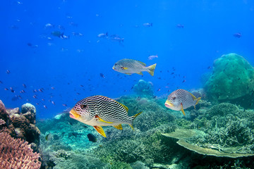 Obraz na płótnie Canvas Rafa koralowa i blackspotted sweetlips