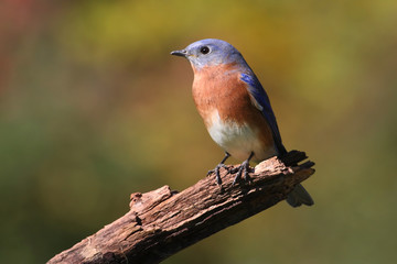 Male Eastern Bluebird