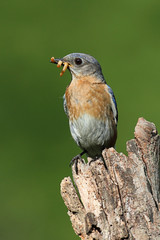 Fototapeta premium Eastern Bluebird