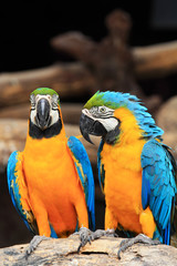 Couple blue-and-yellow macaws (Ara ararauna)