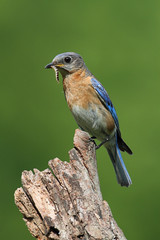 Eastern Bluebird