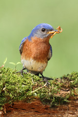 Eastern Bluebird