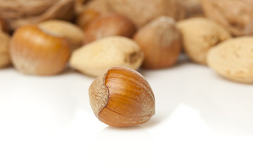 Fresh Organic Hazelnut