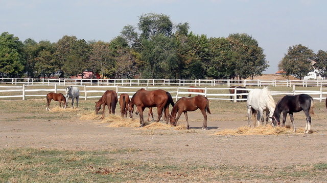 herd of horses eating hay ranch scene