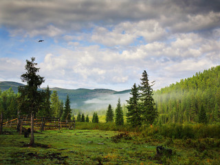 Расвет в лесу © solo741