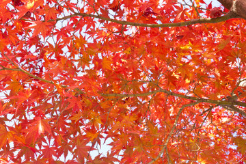 maple leaves