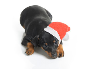 Dog in Santa hat