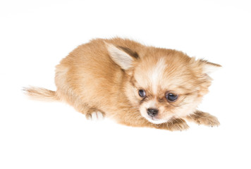 Obraz premium Funny puppy Chihuahua poses on a white background
