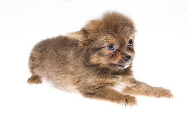 Funny puppy Chihuahua poses on a white background