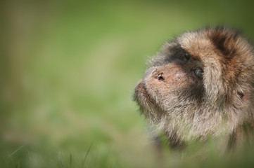 Barbary Macaque