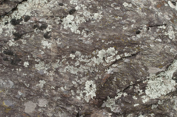 Lichen and moss on a stone
