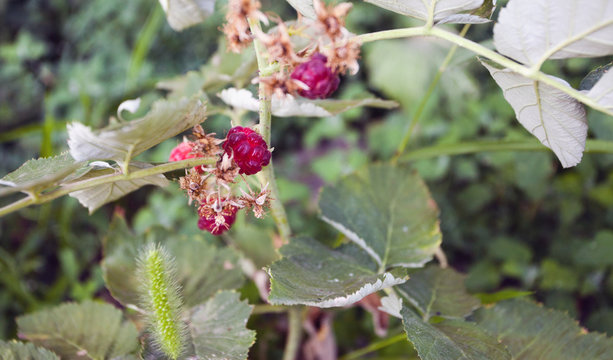 Raspberry-bush