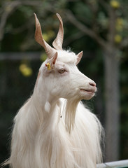 Portrait of a white male goat