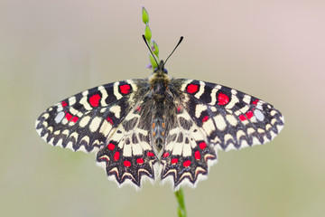 mariposa zerynthia rumina