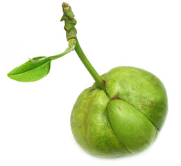 Elephant apple or Chalta with green leaves