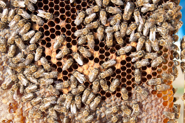 Bees on honeycomb