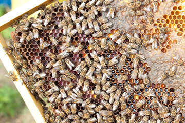 Bees on honeycomb