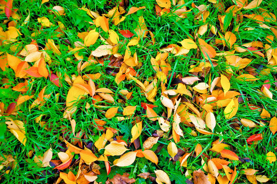 Grass and autumn leaves
