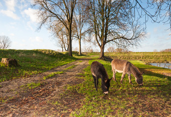 Two grazing donkeys in an autumnal landcscape