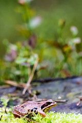 frog