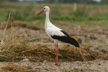 stork