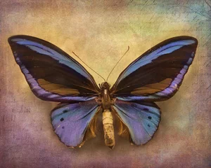 Wall murals Butterflies in Grunge Vintage background with butterfly