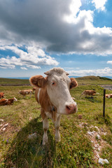 Fototapeta na wymiar Stado krów na pastwisku