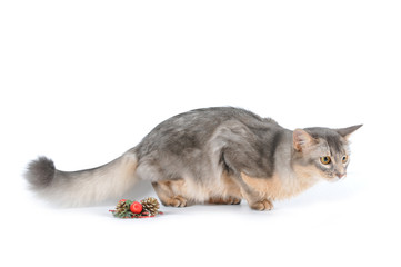 Blue somali cat portrait on white background