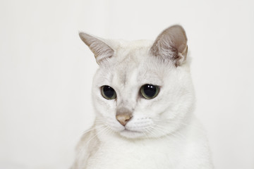 white cat