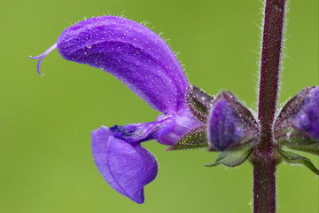 violet  glechoma hederacea hirsuta labiate