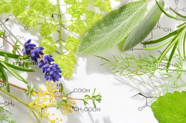 Obraz premium herbs on the science sheet