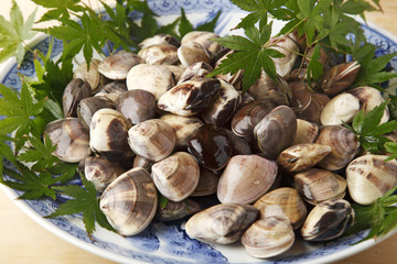 蚌