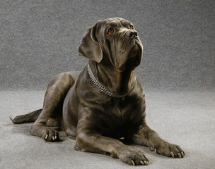 Purebred gray dog