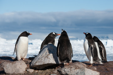 Antarctic penguins in wild nature