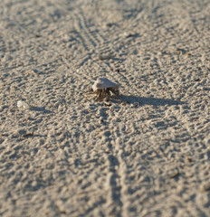 Hermit crab on a sandy beach