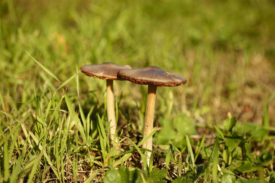 Funghi nel prato