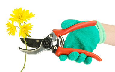 cutting flower with pruning shears   isolated on white