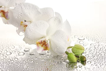 Papier Peint photo Lavable Orchidée white beautiful orchid with drops
