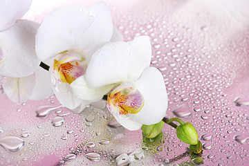 white beautiful orchid with drops on pink background