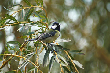 Fototapeta premium Mésange dans le saule pleureur