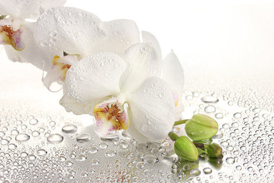 Fototapeta white beautiful orchid with drops