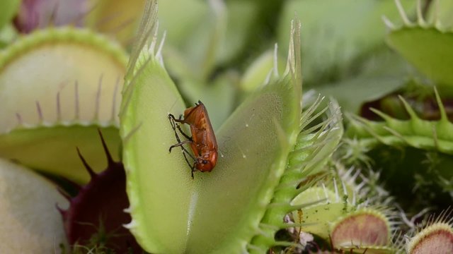 Venusfliegenfalle Dionaea muscipula
