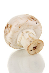Fresh mushroom isolated on white