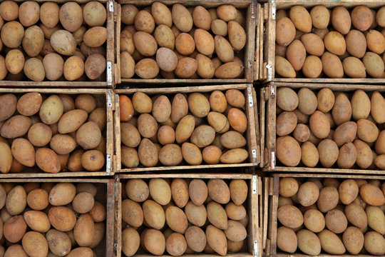 Bins of fresh Sapota fruits in the market