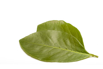 Obraz premium Bay Laurel (Laurus nobilis) on white