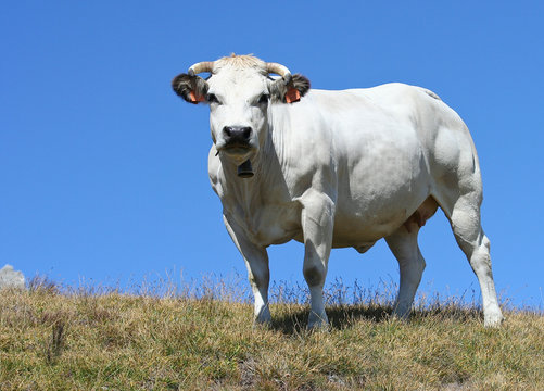 Splendida mucca piemontese bianca, pascolo brado